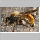 Laphria flava - Mordfliege 12.jpg